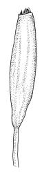 Leptotheca gaudichaudii, capsule, moist. Drawn from B.H. Macmillan 72/856, CHR 164360 or A.J. Fife 6347, CHR 405561.
 Image: R.C. Wagstaff © Landcare Research 2021 CC BY 4.0